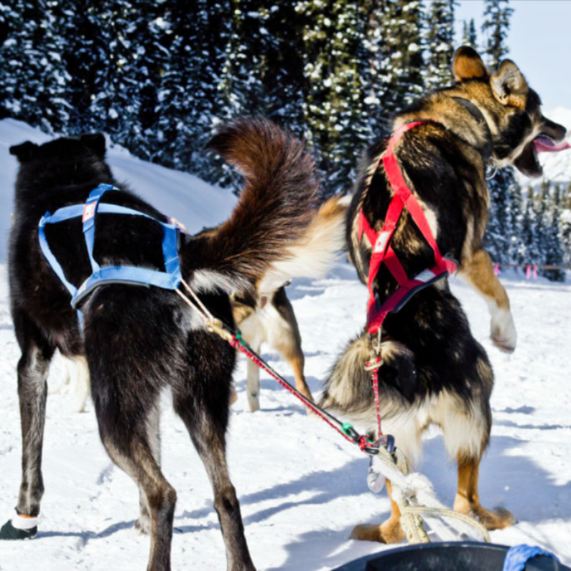 Dog Sledding and Snowshoeing tour